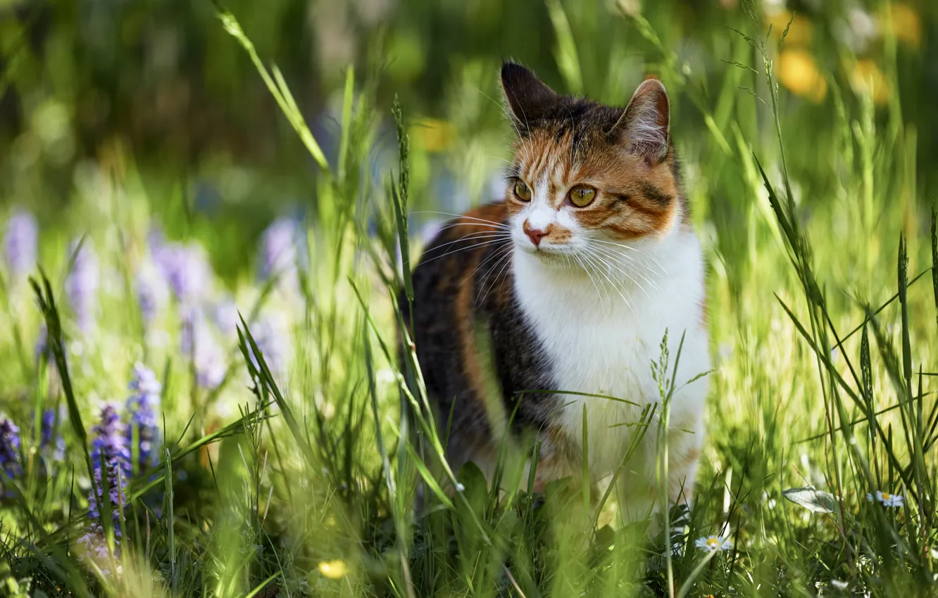 Фото обои кошка, лето, трава, взгляд, морда, свет, цветы, природа
