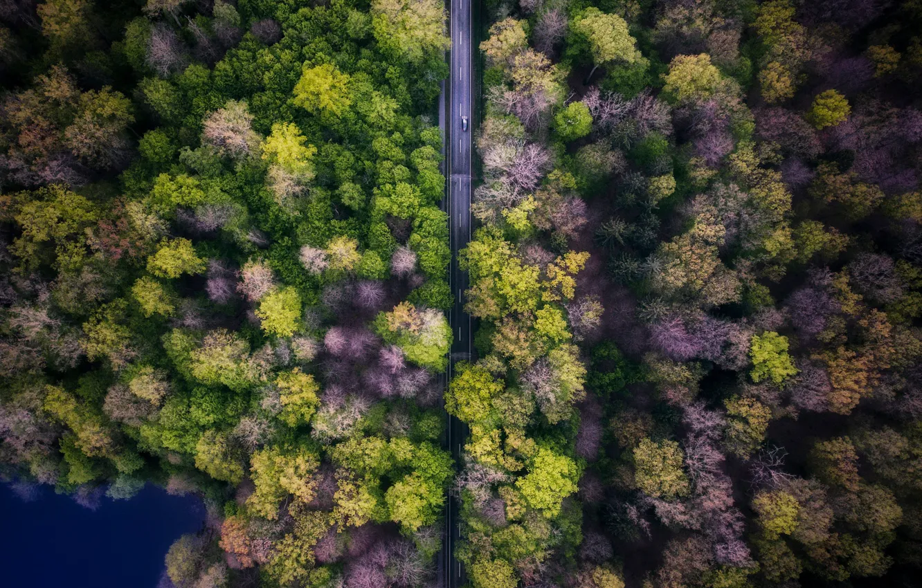 Фото обои дорога, машина, лес, деревья, природа, вид сверху