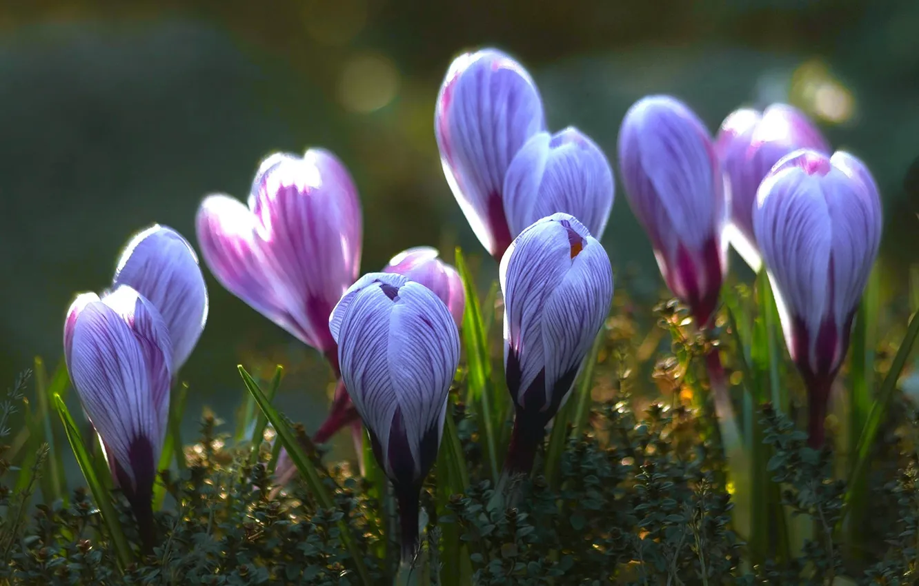 Фото обои свет, цветы, поляна, весна, голубые, крокусы, бутоны, сиреневые