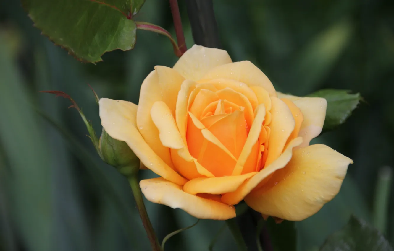 Фото обои роза, лепестки, бутон, жёлтая роза