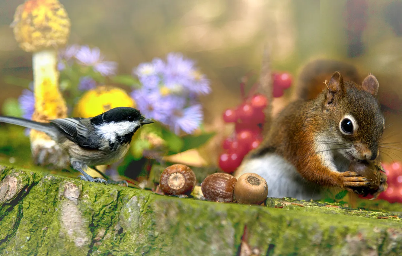 Фото обои цветы, природа, ягоды, животное, птица, грибы, пень, белка