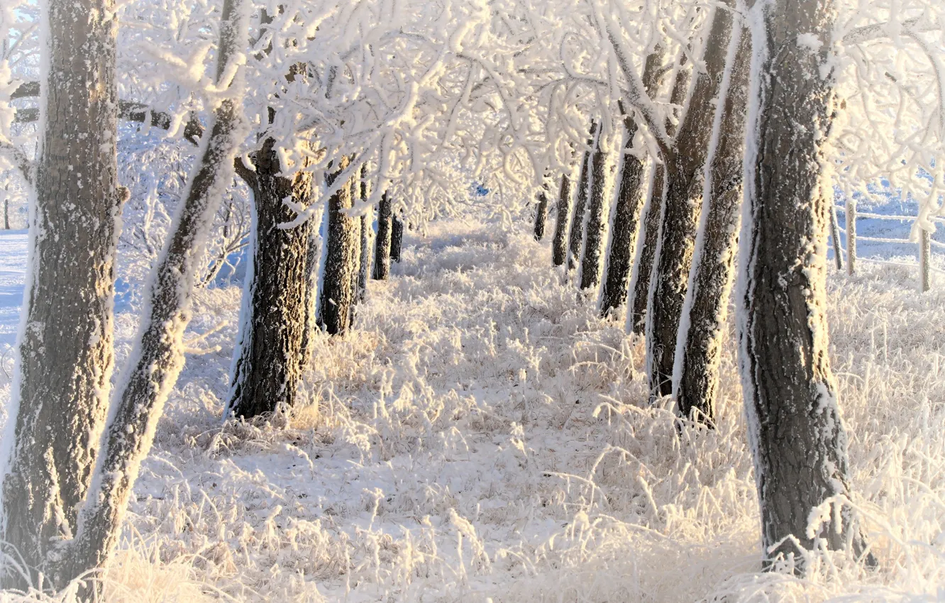 Фото обои зима, иней, снег, деревья