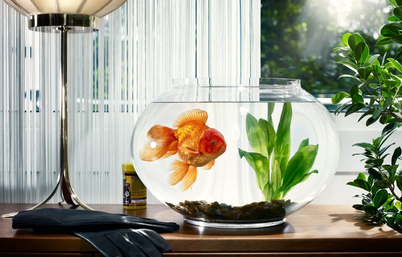 Фото обои водоросли, аквариум, окно, золотая рыбка, перчатки