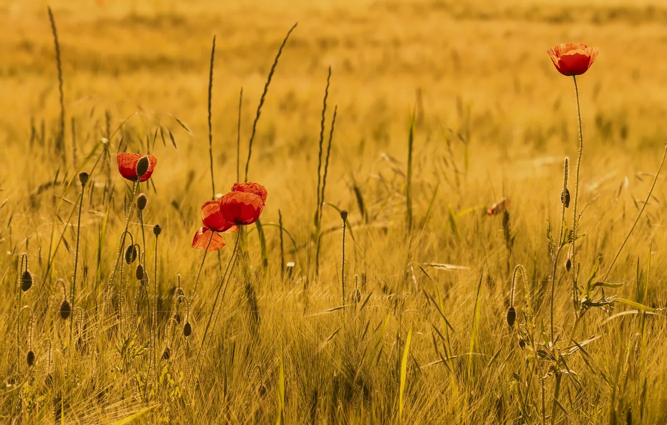 Фото обои поле, осень, трава, цветы, мак