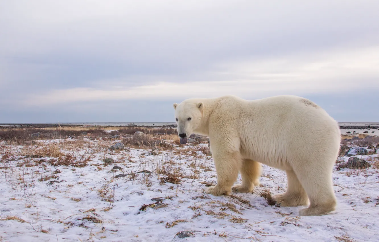 Фото обои взгляд, снег, Полярный медведь, Белый медведь