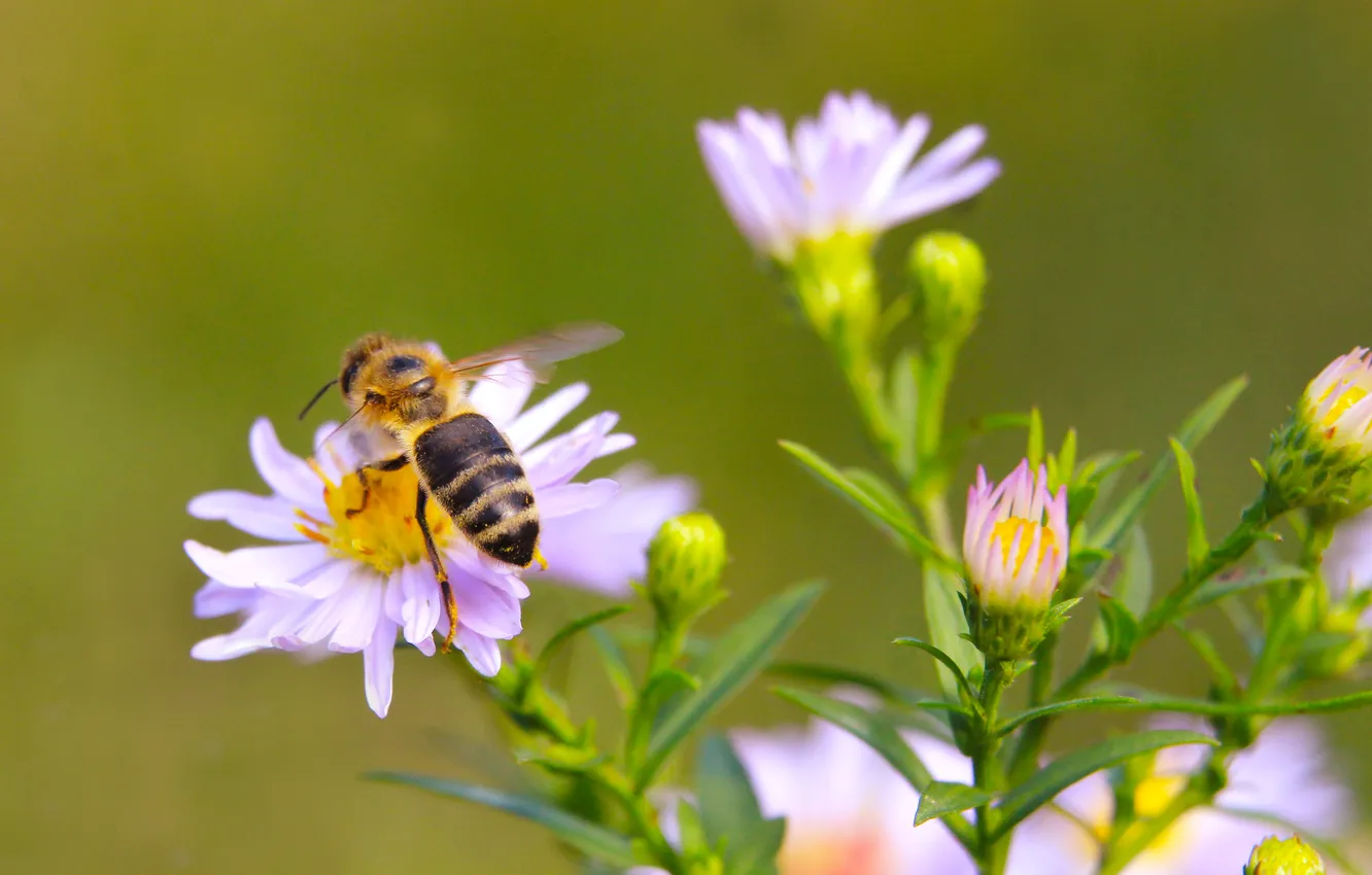 Фото обои flower, insect, bee