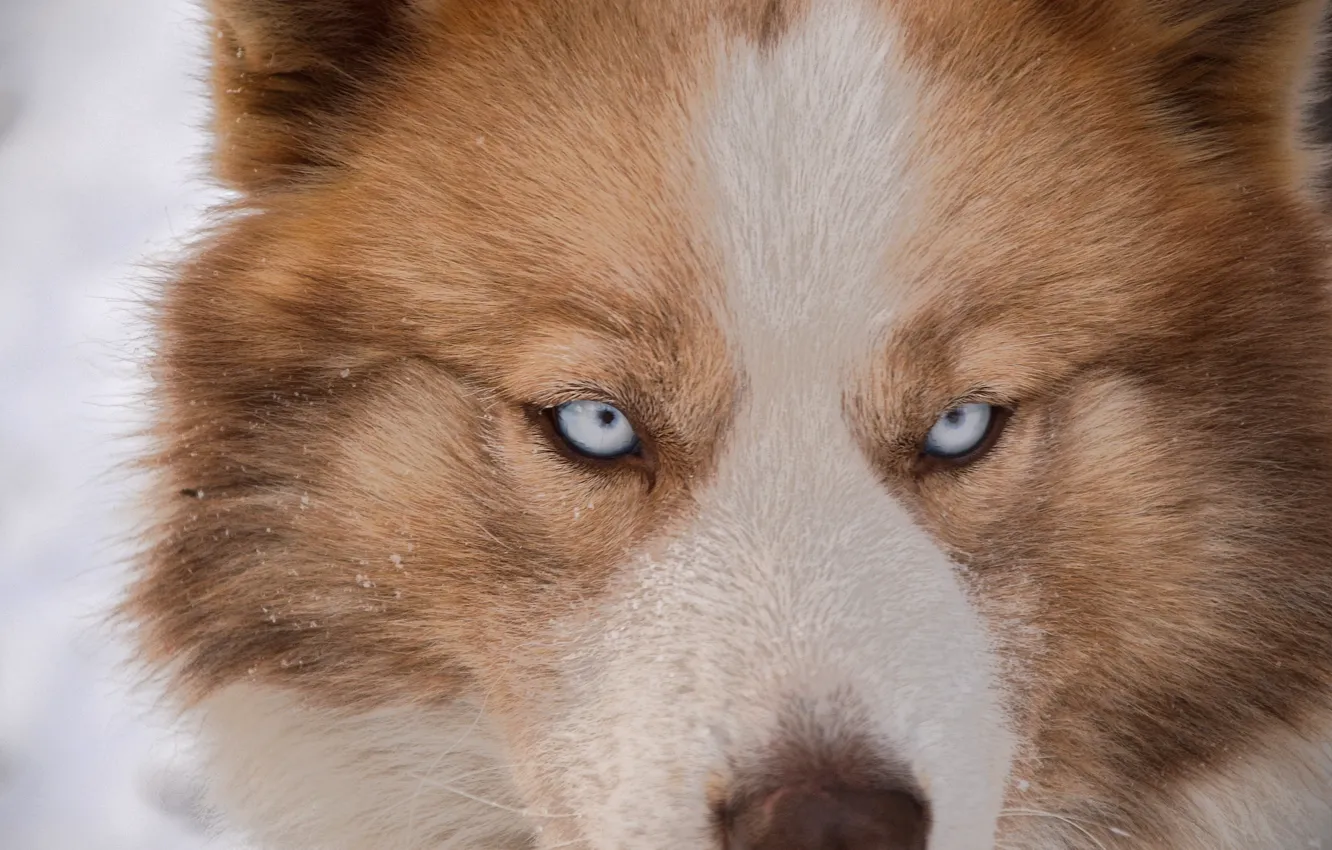Фото обои глаза, снег, друг, собака, хаски, dog, eye, husky