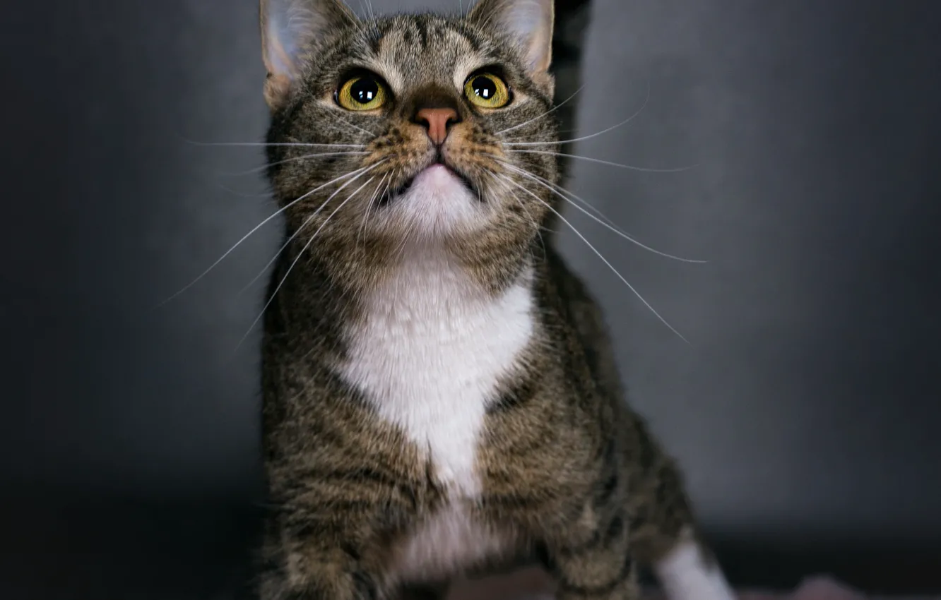 Фото обои кошка, кот, взгляд, мордашка, полосатый