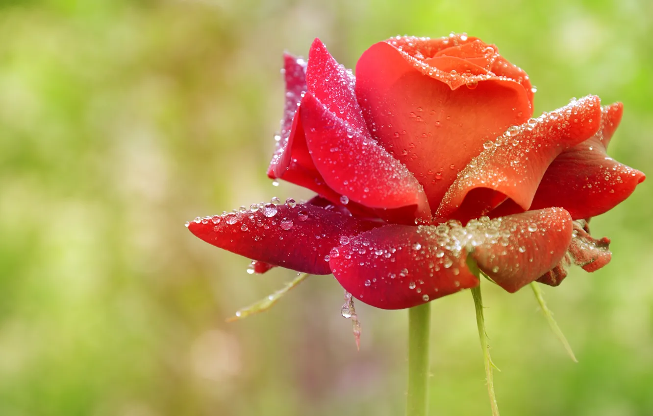Фото обои капли, Роза, red, rose, красная, боке, drops, boke
