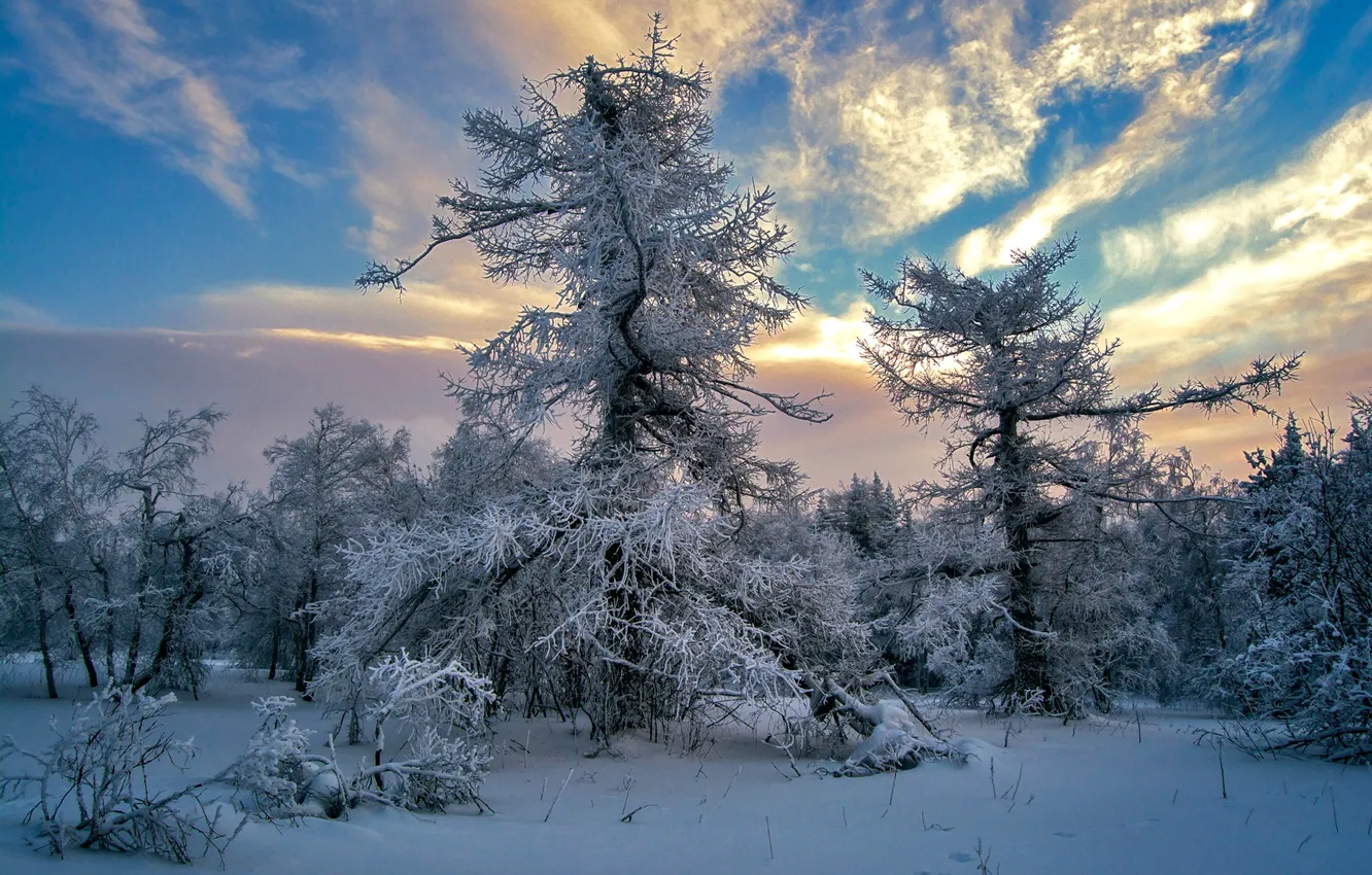 Фото обои небо, облака, снег, деревья