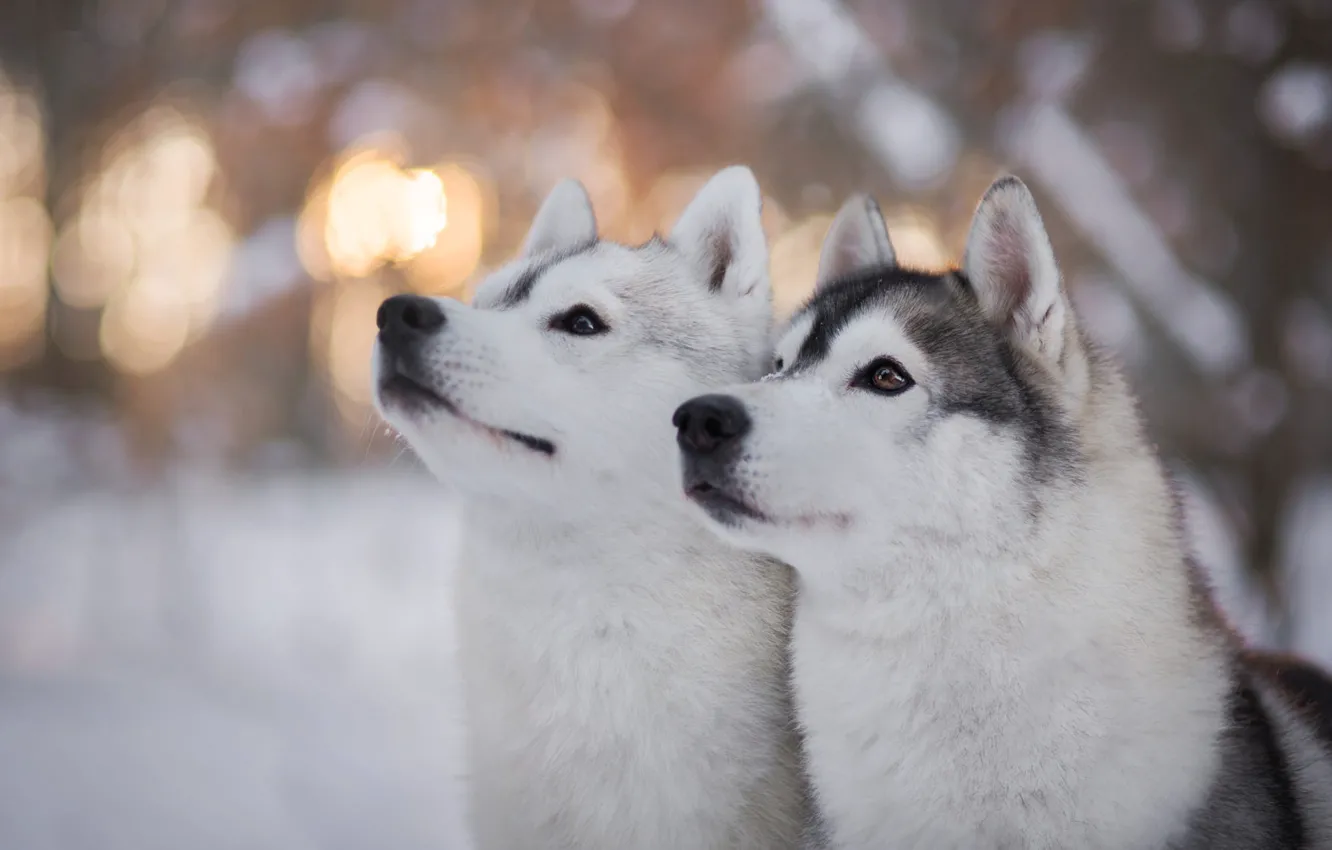 Фото обои зима, лес, собаки, глаза, взгляд, свет, снег, блики