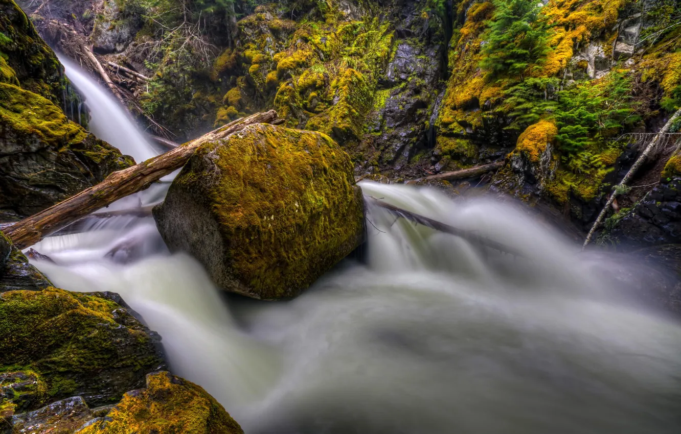 Фото обои лес, вода, природа, река, камень, мох, поток