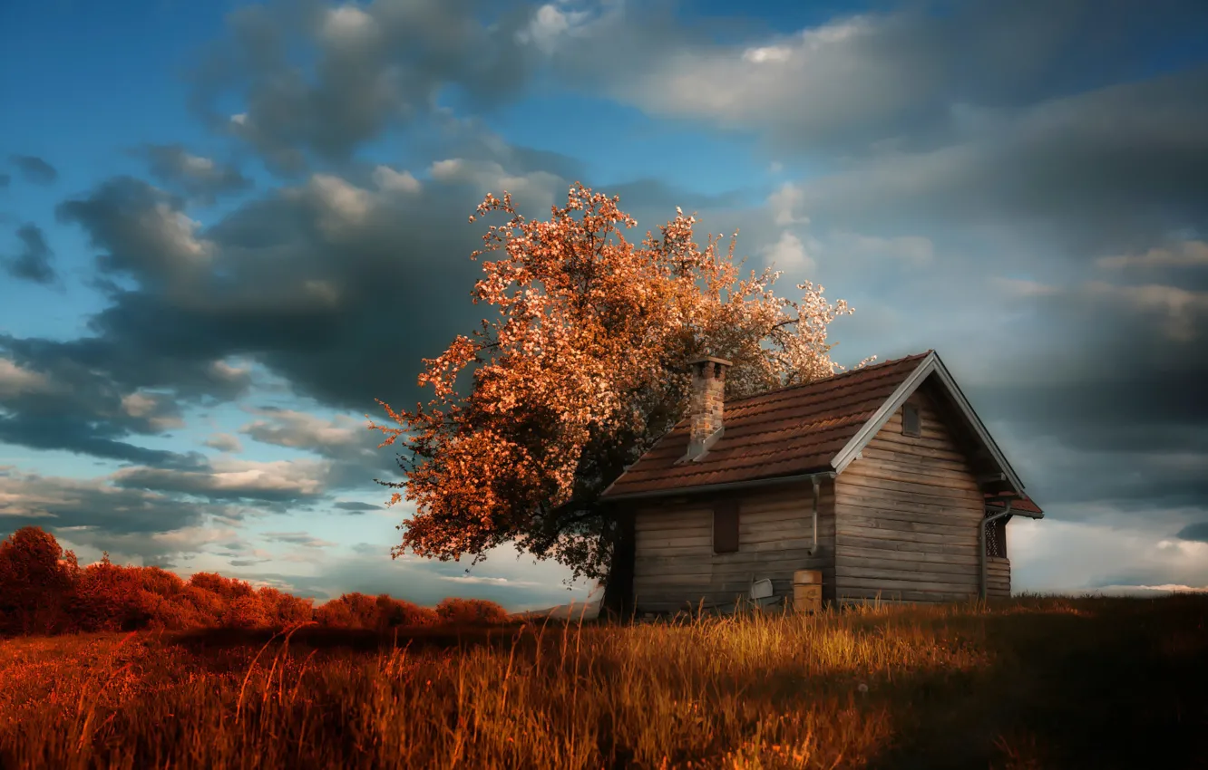 Фото обои облака, дом, дерево, весна, цветение, cottage, Amir Bajrich