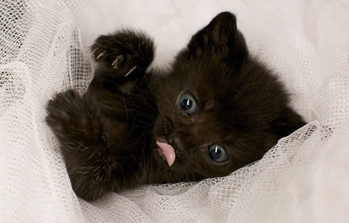 Фото обои котенок, черный, Кот, ткань, лежит