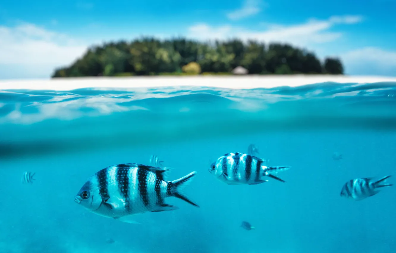 Фото обои рыбы, океан, остров, Мальдивы, лагуна, под водой, Maldives, Mnemba island