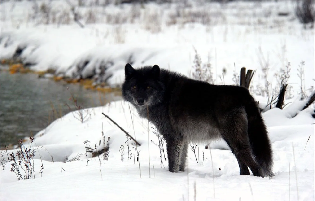 Фото обои nature, predator, animal, wolf, wildlife, portrait, portrait., Canis lupus. face