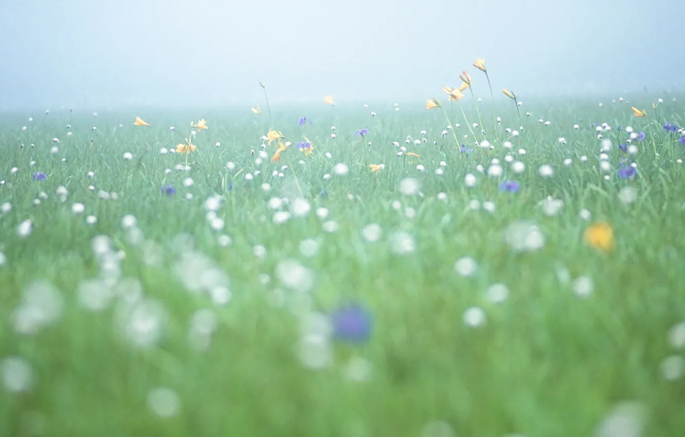 Фото обои поле, цветы, свежесть, туман, утро