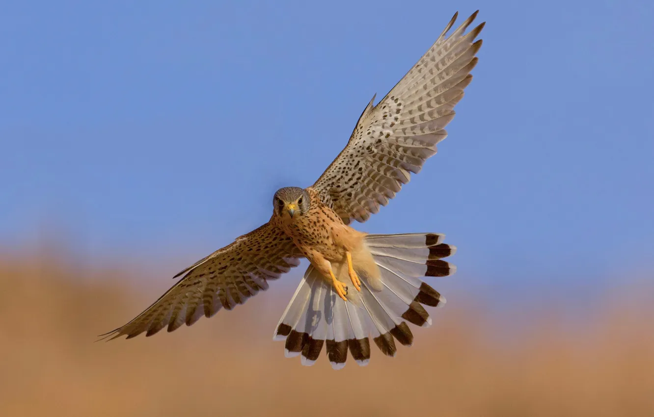 Фото обои bird, flight, predator, eagle