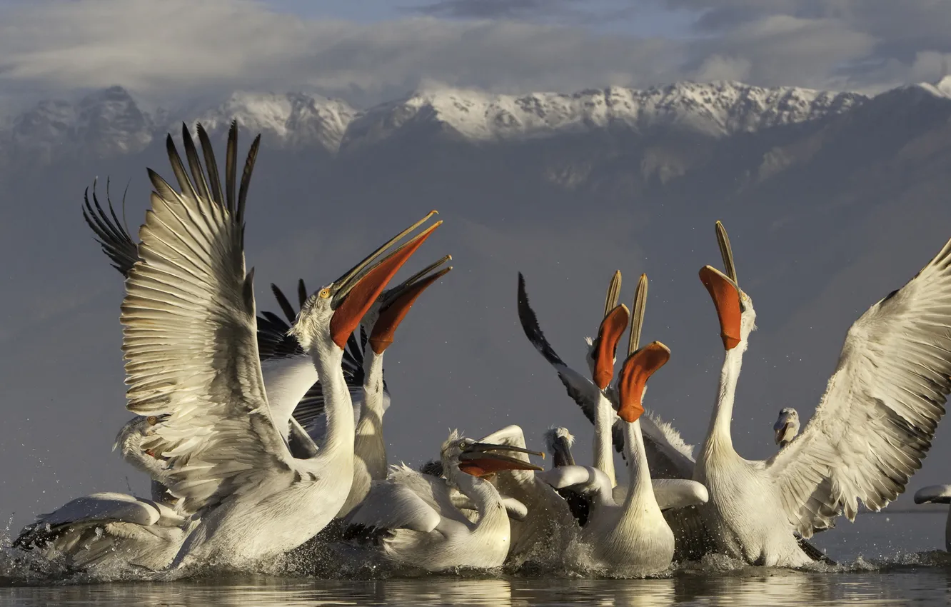 Фото обои горы, брызги, стая, водная гладь, Далматинские (кудрявые, Dalmatian Pelican), серебристые) пеликаны (Pelecanus crispus, озеро Керкини …