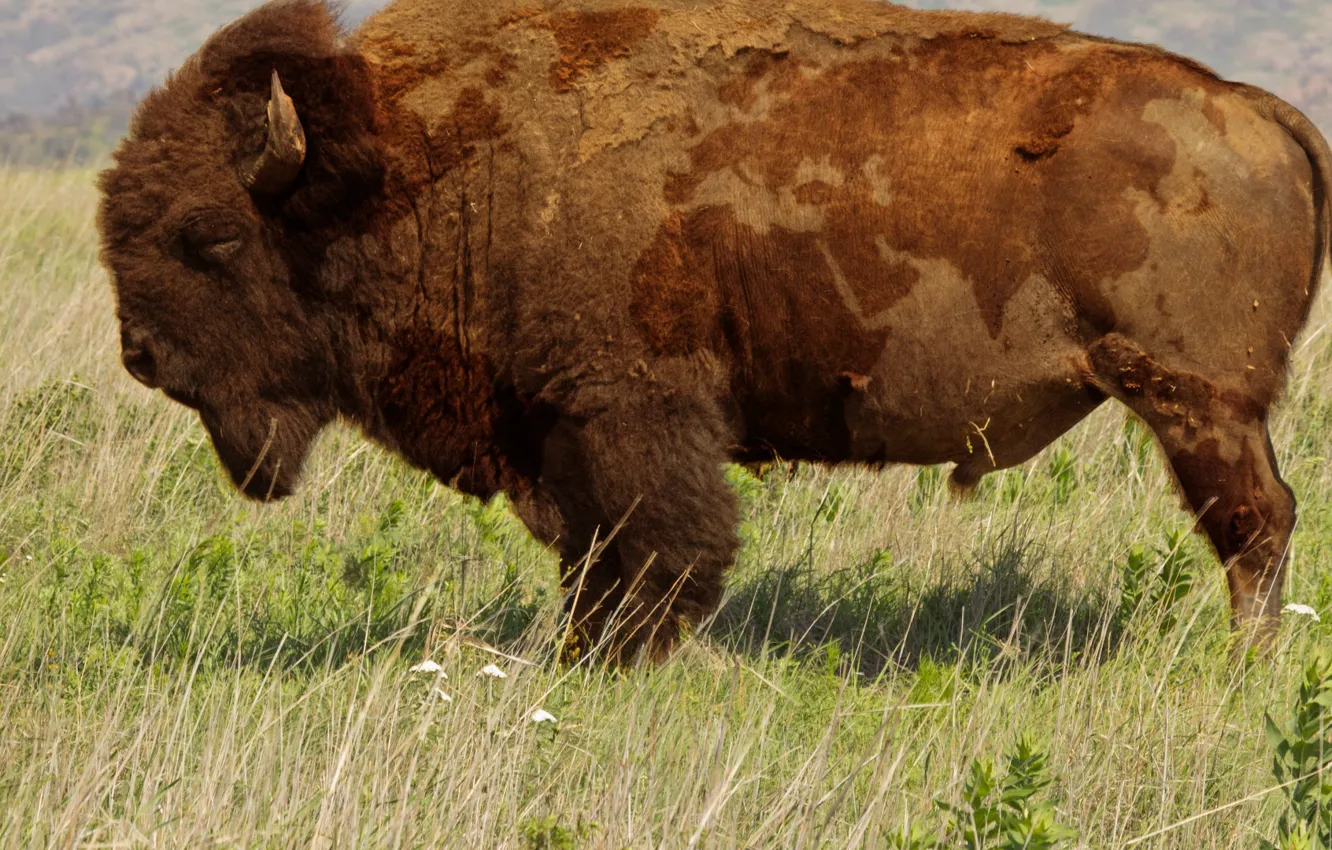 Фото обои animals, nature, buffalo, world map, animal themes, .brown bison