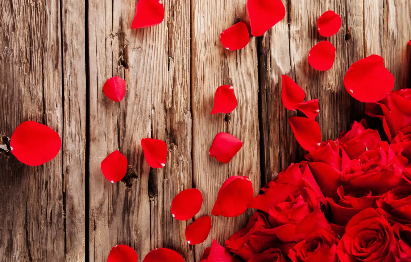 Фото обои розы, лепестки, красные, red, rose, бутоны, wood, flowers