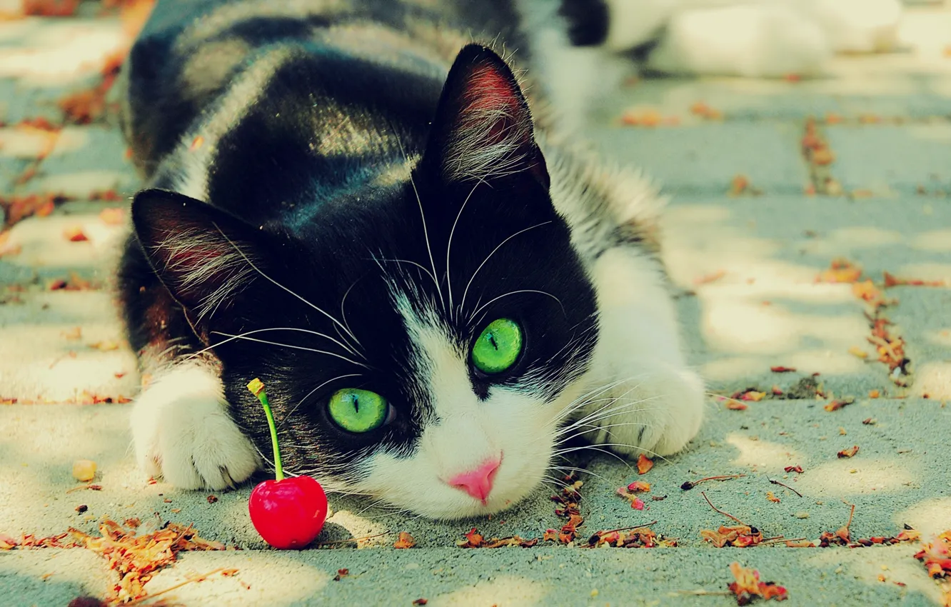 Фото обои глаза, кот, вишня, зелёные, чёрно-белый