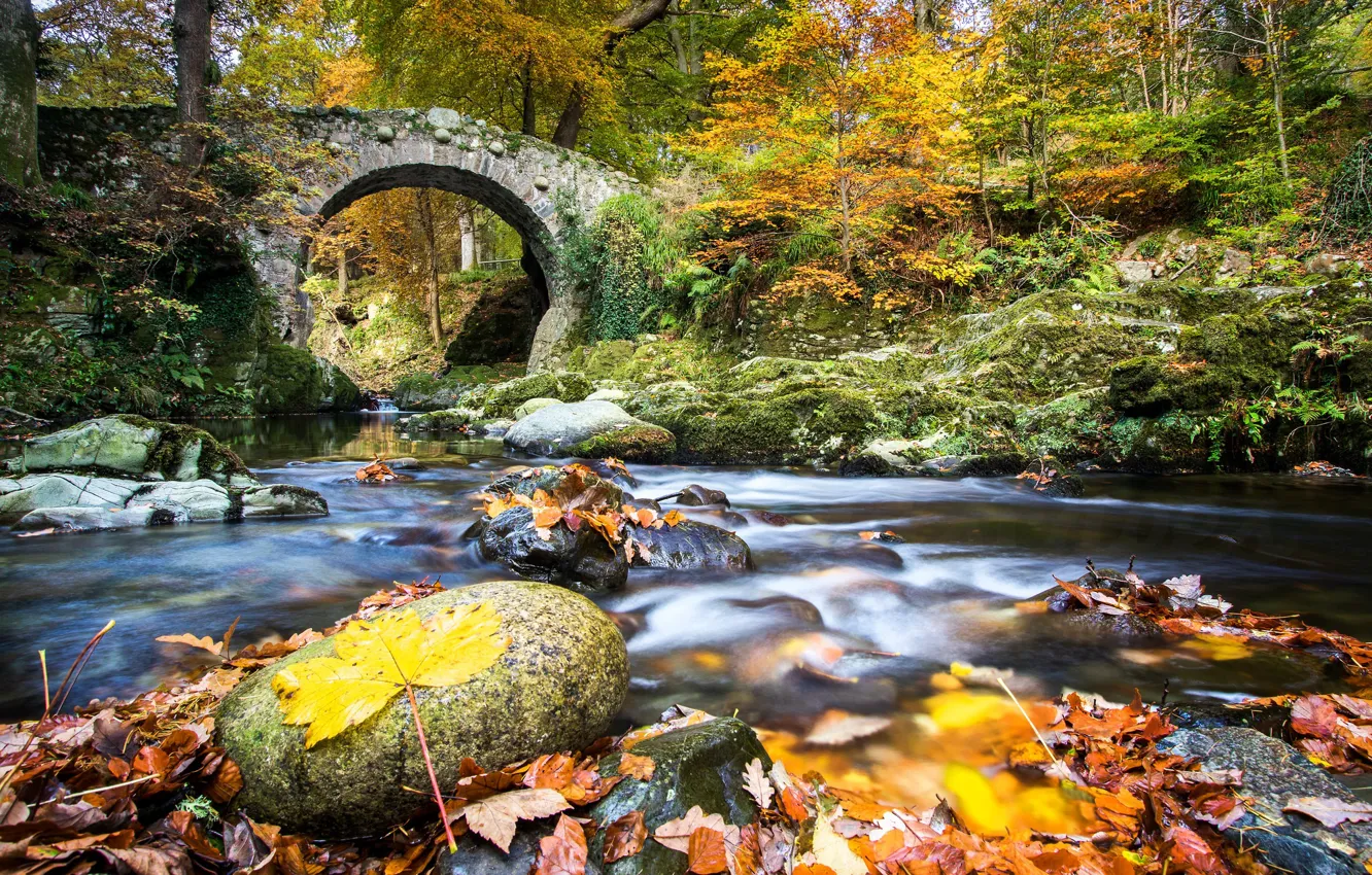 Фото обои осень, лес, листья, мост, река, Северная Ирландия, Northern Ireland, Река Шимна