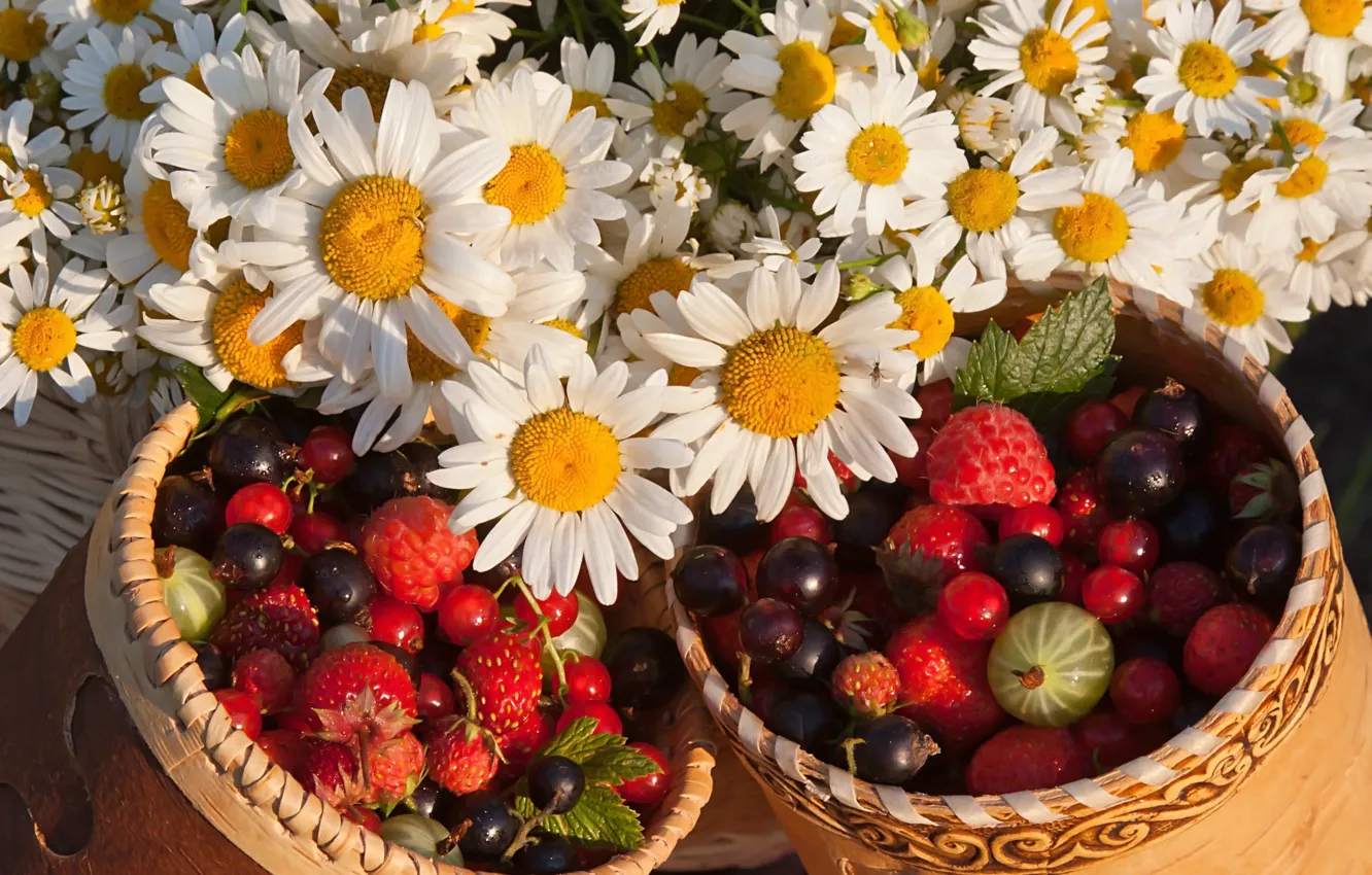 Фото обои цветы, ягоды, ромашки, земляника