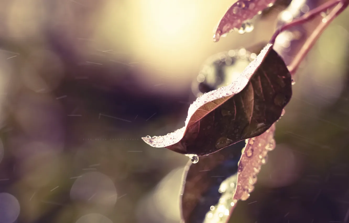 Фото обои осень, листья, вода, капли, макро, природа, дождь, цвет
