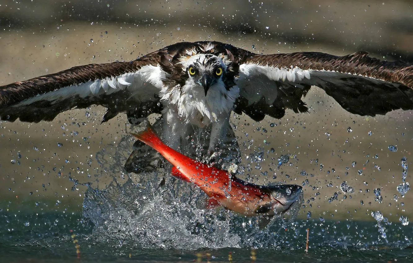 Фото обои food, splash, death, fish, wildlife, feed, salmon, osprey