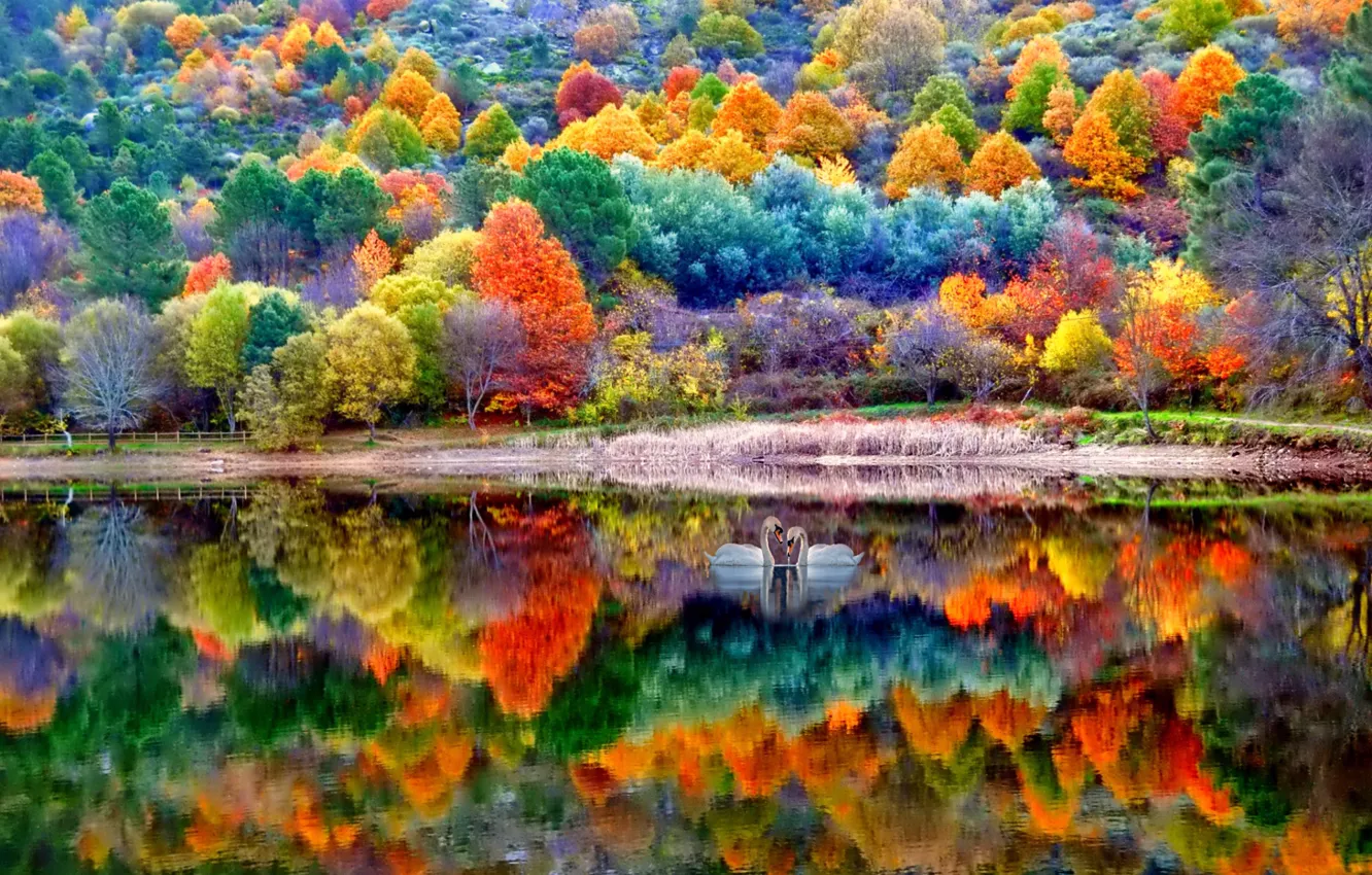 Фото обои осень, озеро, парк, отражение, растения, лебеди