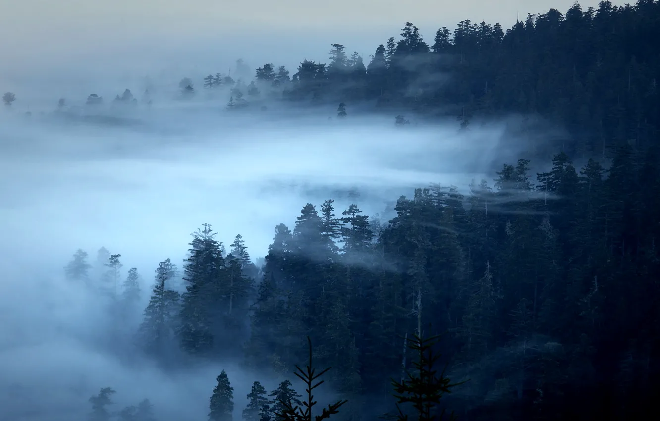 Фото обои лес, деревья, туман, Калифорния, США, Редвуд