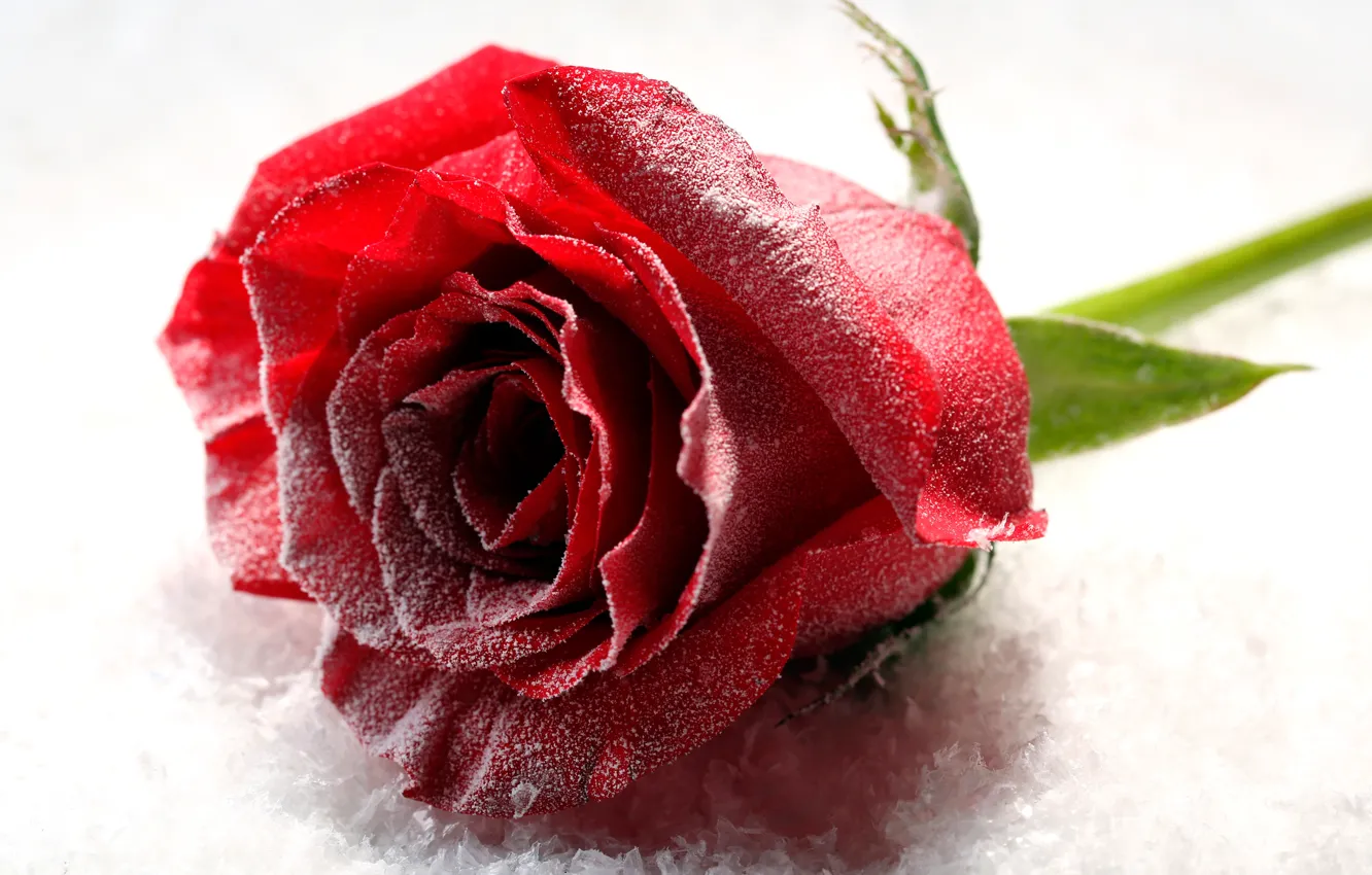 Фото обои цветок, снег, крупный план, роза, бутон, белый фон, красная