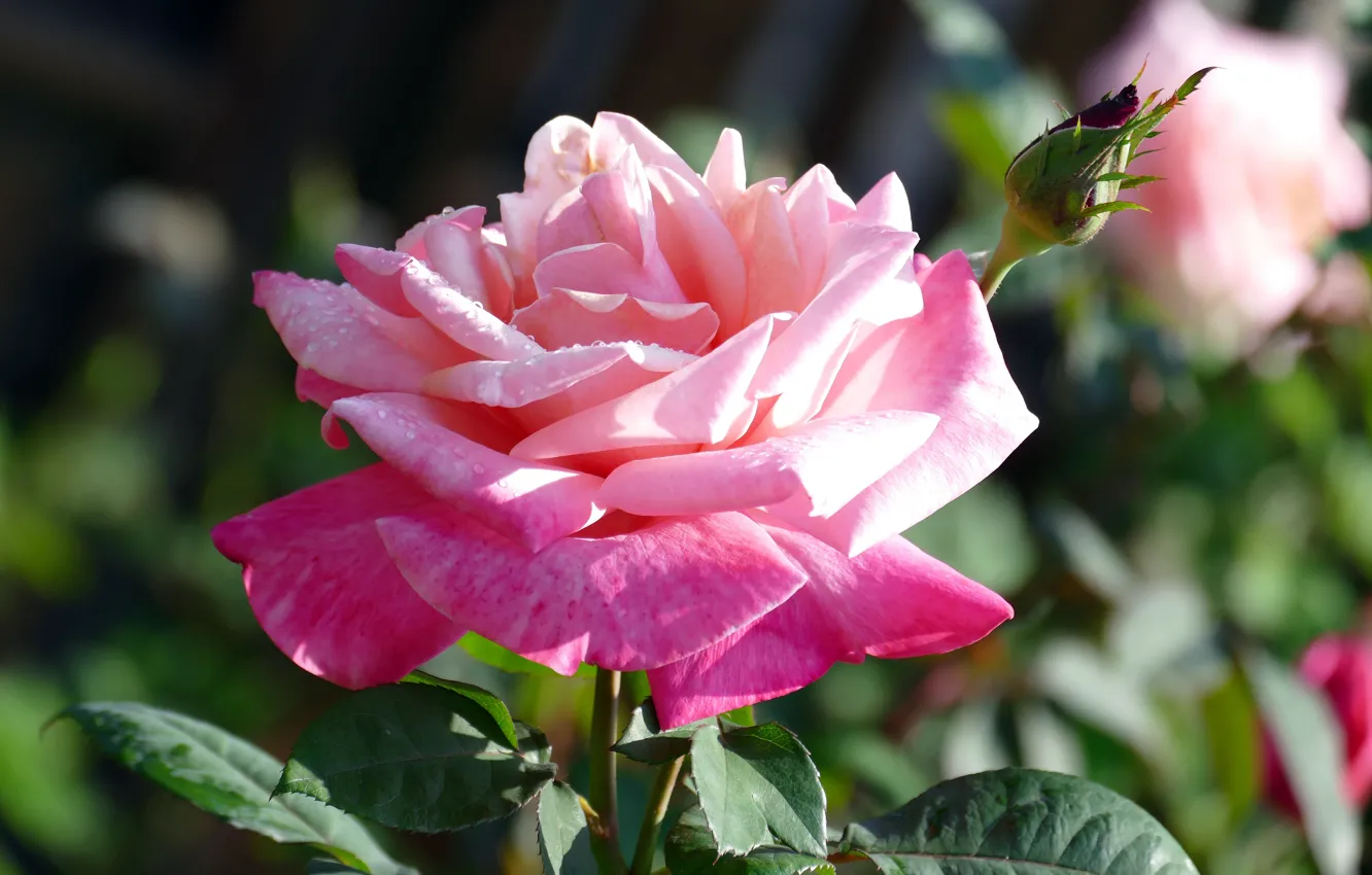 Фото обои цветок, листья, капли, фон, розовая, роза, лепестки, сад
