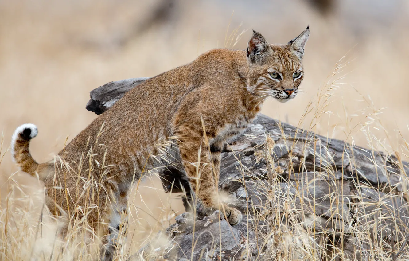 Фото обои поза, пень, рысь, стойка
