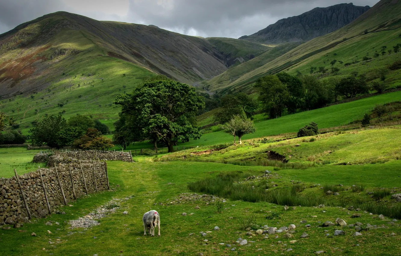 Фото обои небо, трава, облака, деревья, горы, забор, шотландия, овца