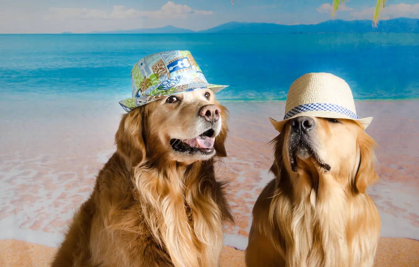Фото обои собаки, фон, пара, шляпы