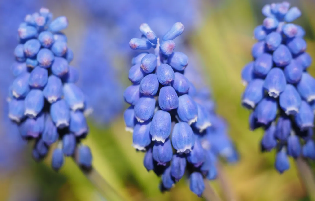 Фото обои макро, цветы, синий, природа, фон, голубой, весна, цветение