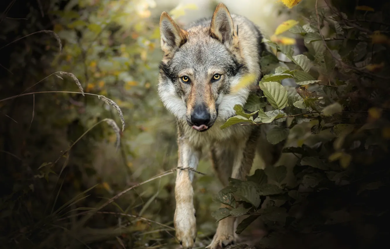 Фото обои лес, взгляд, морда, волк