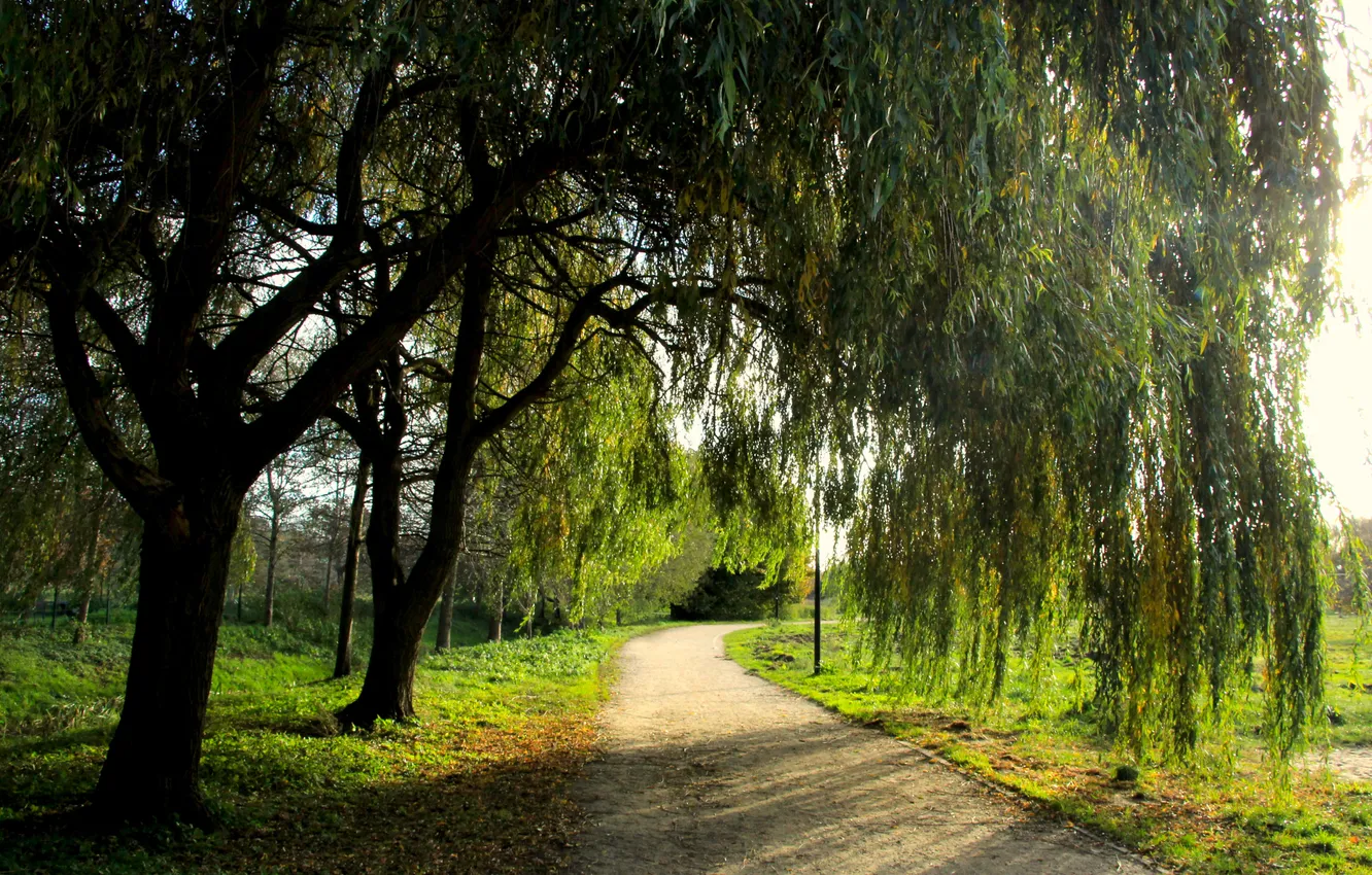 Фото обои park, tree, alley