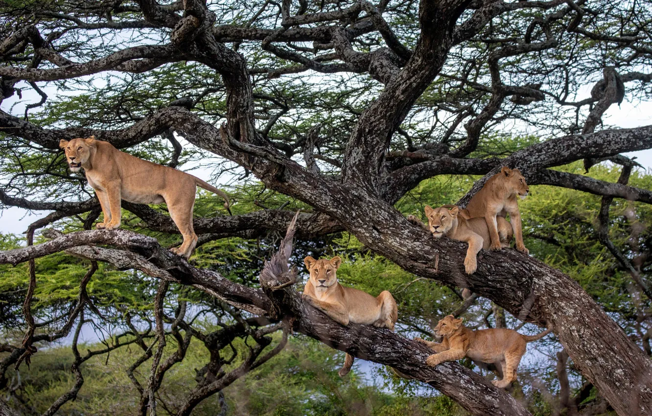 Фото обои животные, природа, звери, дерево, хищники, львы, Андрей Гудков