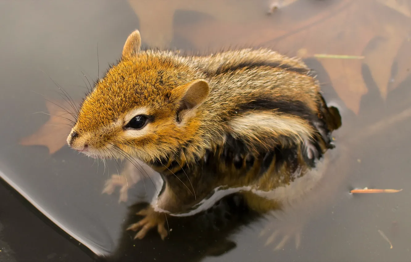 Фото обои вода, природа, Chipmunk