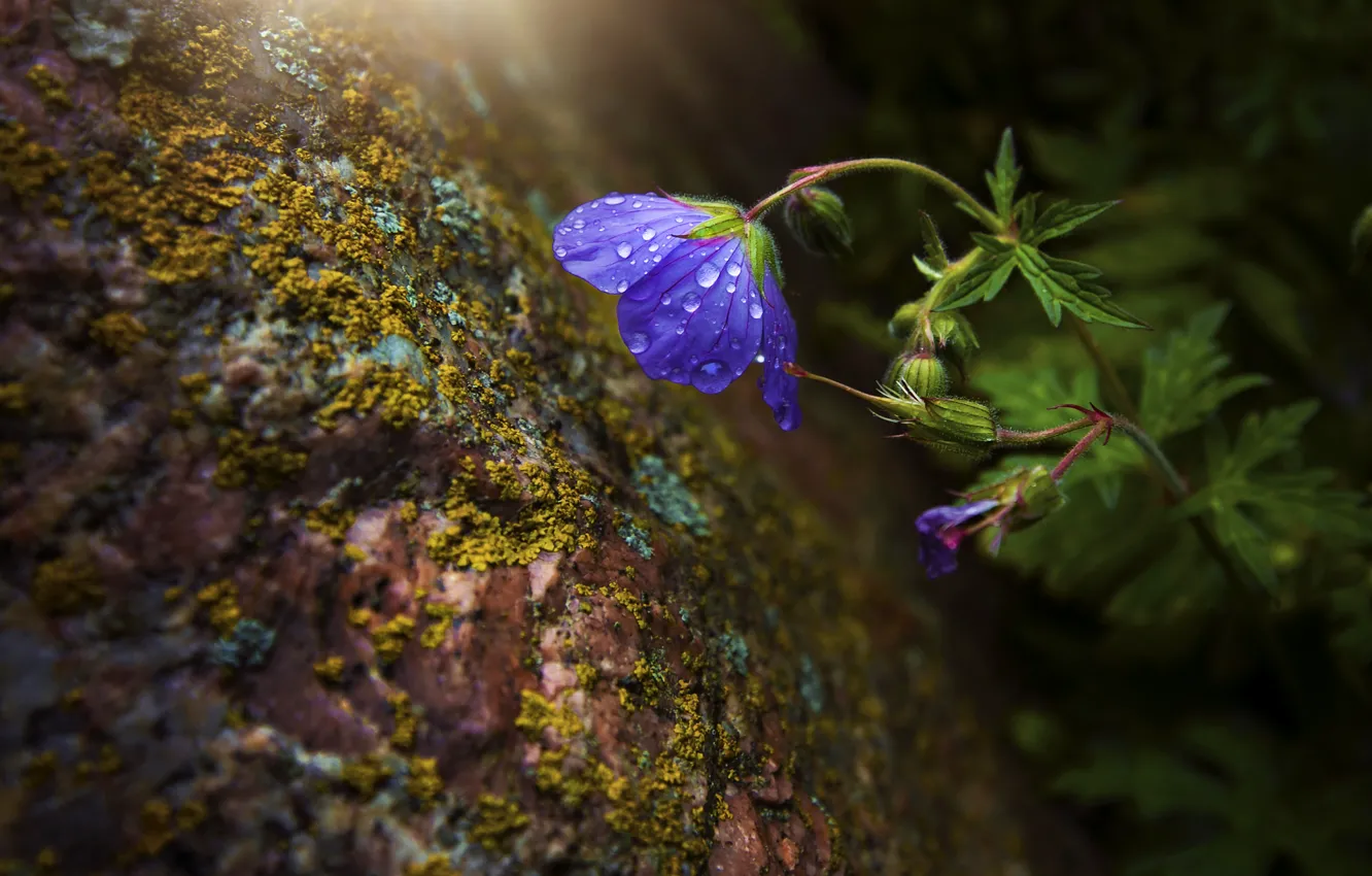 Фото обои цветок, макро, скала, камень, мох