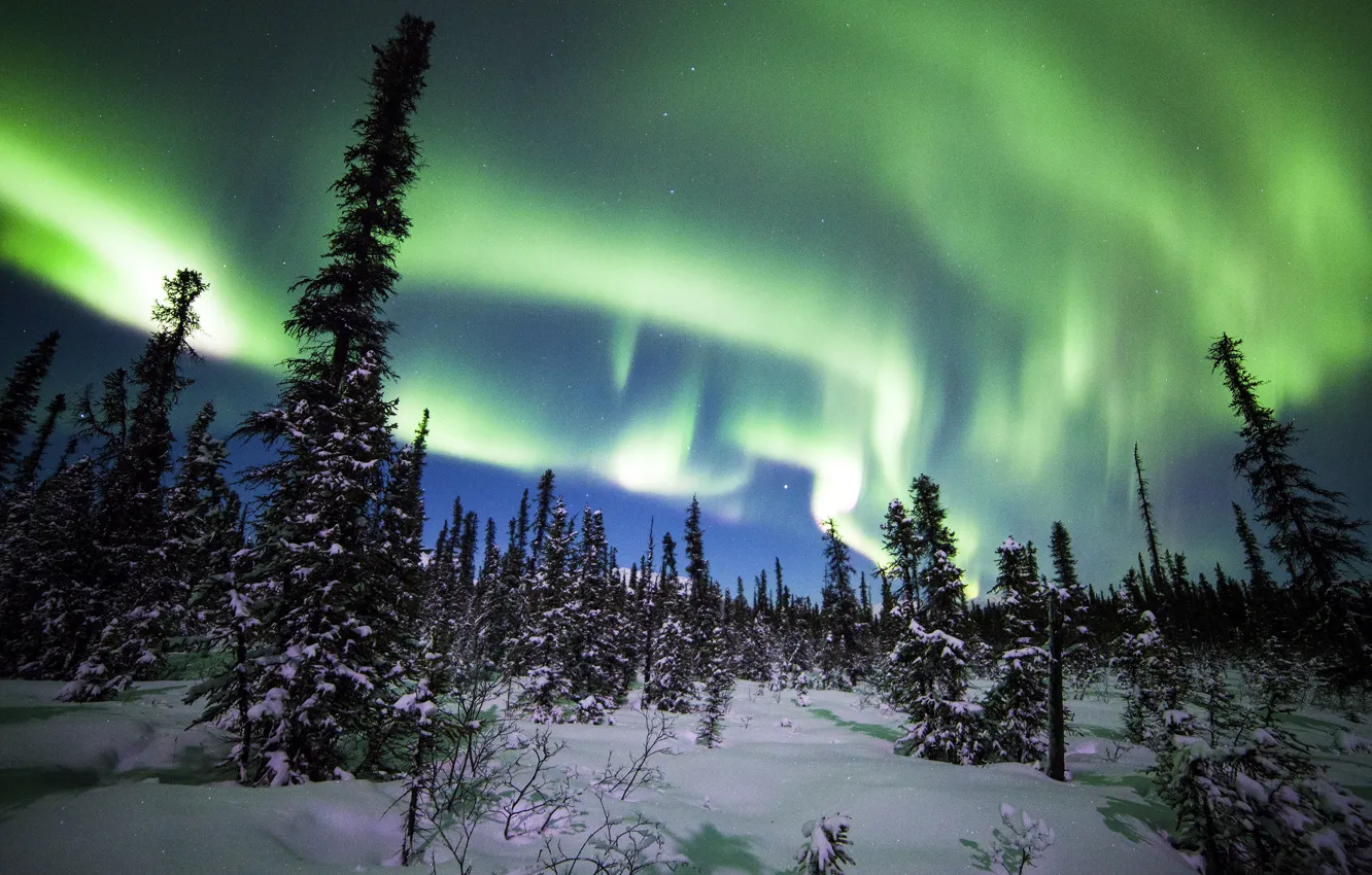 Фото обои зима, лес, снег, деревья, северное сияние, ели, Аляска, Alaska