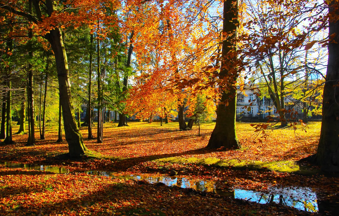 Фото обои park, autumn, tree, fall