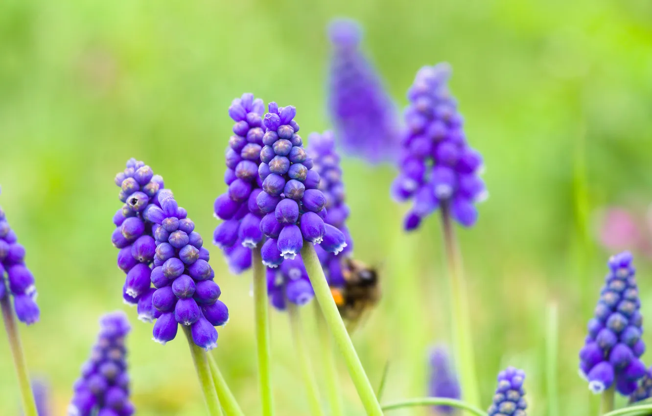 Фото обои flower, blue, blooming