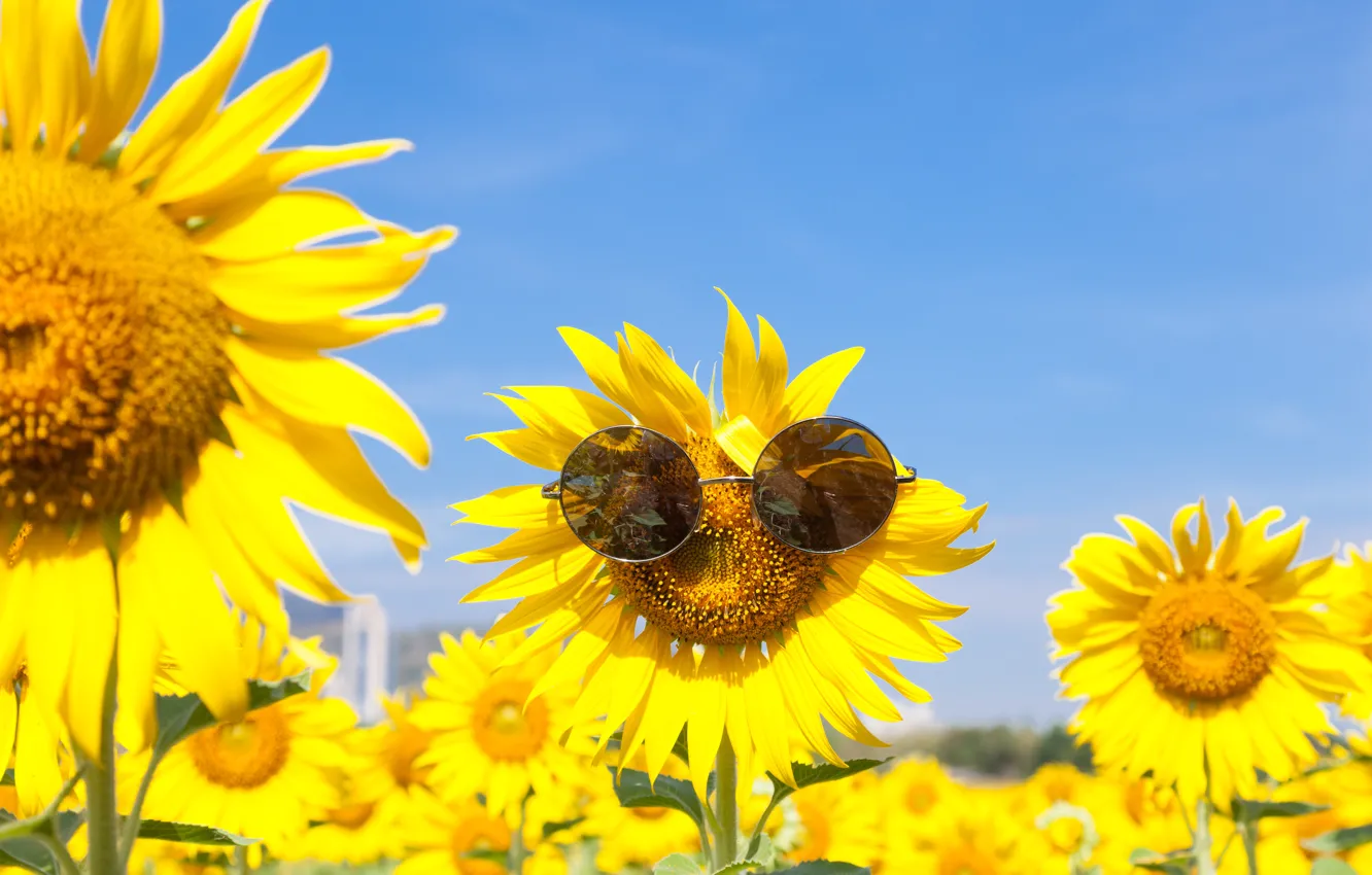 Фото обои лето, подсолнухи, очки, summer, happy, field, sunflower, sunglasses