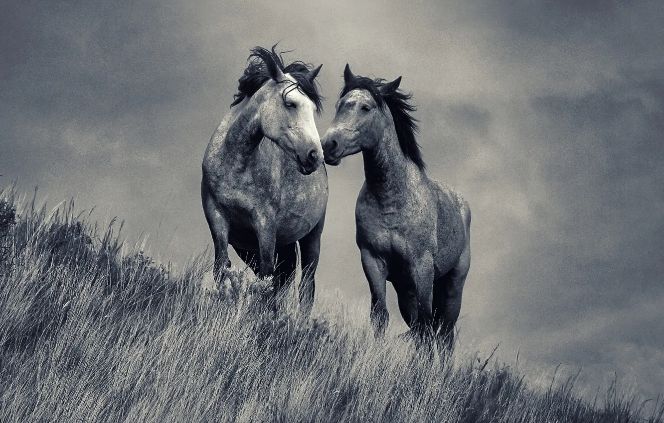 Фото обои love, grass, field, horses, couple