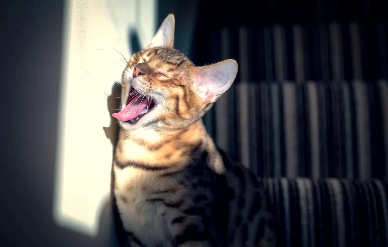 Фото обои кот, зевает, бенгальский