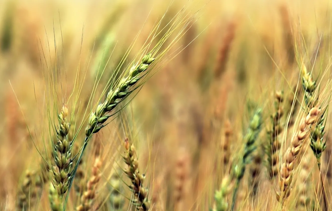 Фото обои пшеница, макро, зеленый, фон, widescreen, обои, рожь, размытие